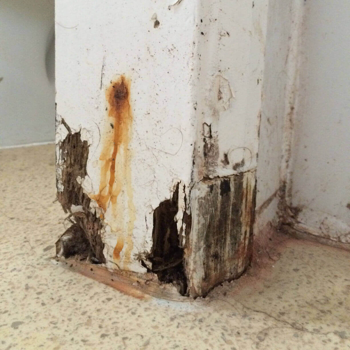 Wet Rot Bath Somerset