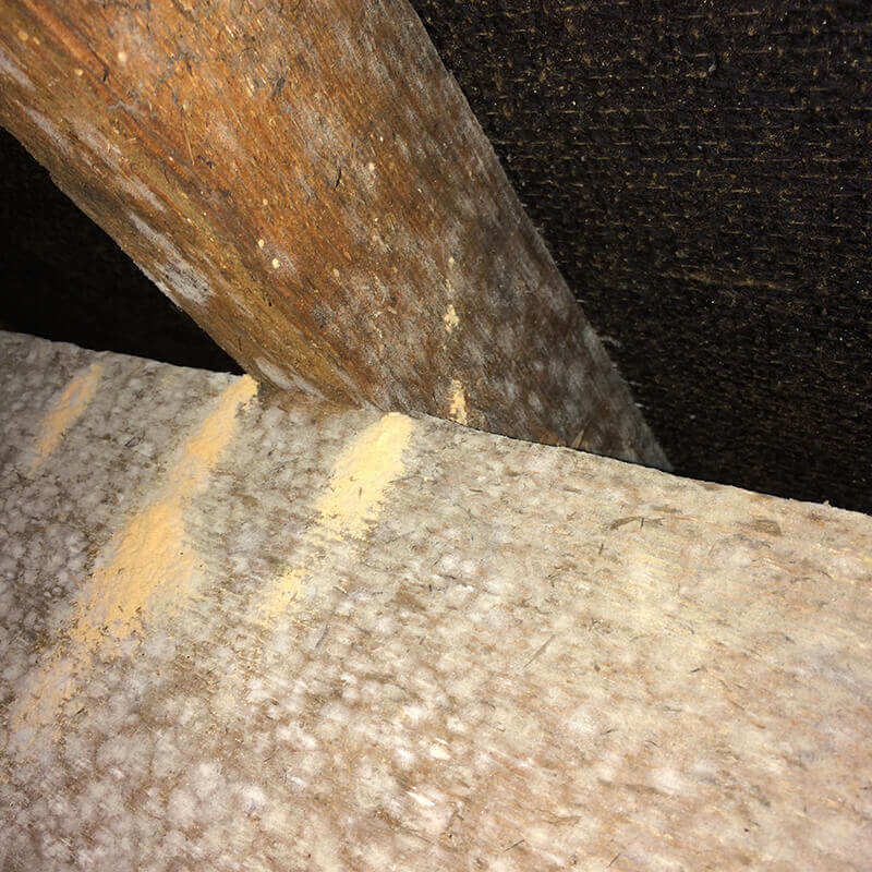 Woodworm treatment Bristol