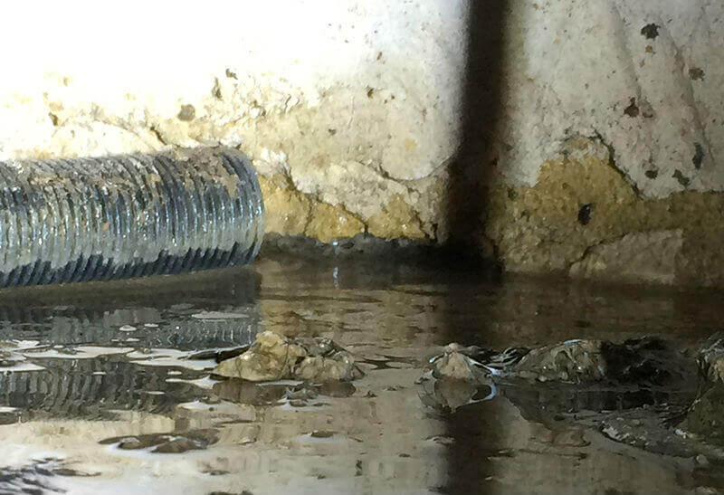 damp surveyors in Swindon