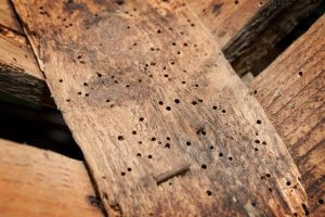 Woodworm treatment Bristol