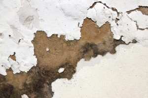 Specialist damp proofing company