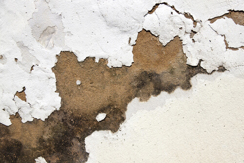 Specialist damp proofing company