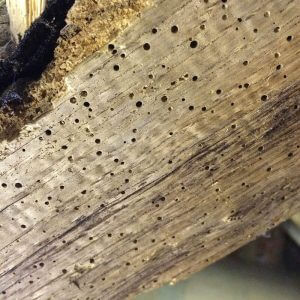 Woodworm specialists