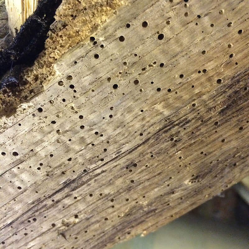 Woodworm specialists