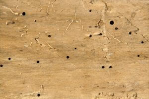 woodworm treatment Swindon