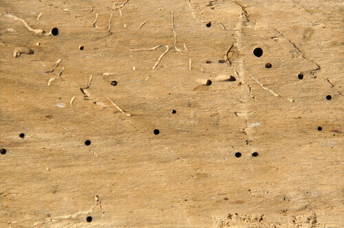 woodworm treatment Swindon