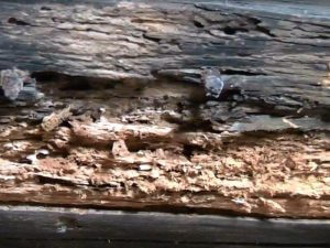 Crumbling wood