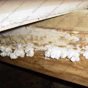 fungus on wood