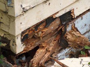 Wood with stringy texture