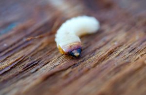 Woodworm on wood