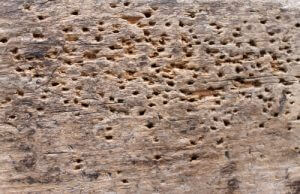 Woodworm holes