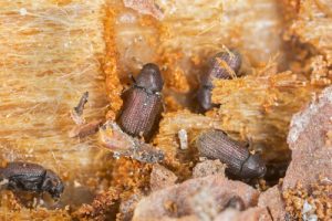 Wood boring beetle hatching