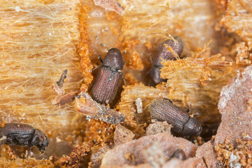 Wood boring beetle hatching