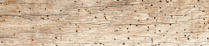 An image showing wood damaged by woodworm - signified by a littering of small holes
