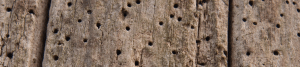 An image showing wood damaged by woodworm 